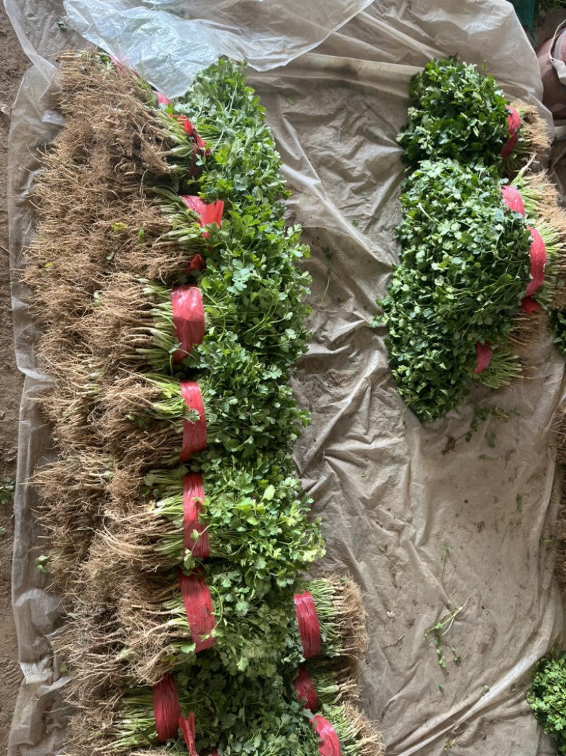 河南基地大叶香菜铁杆青香菜走市场电商入库每天大量有货