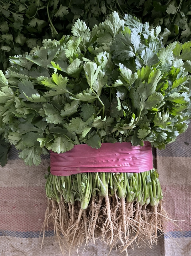 河南基地大叶香菜铁杆青香菜走市场电商入库每天大量有货