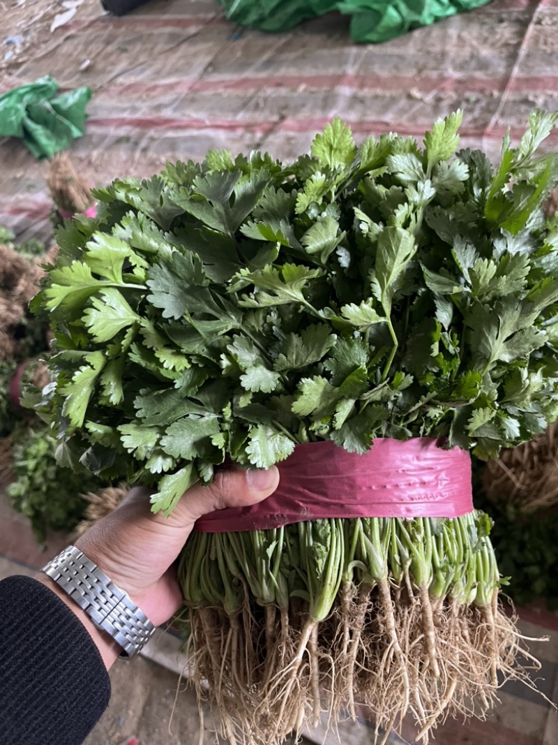 河南基地大叶香菜铁杆青香菜走市场电商入库每天大量有货