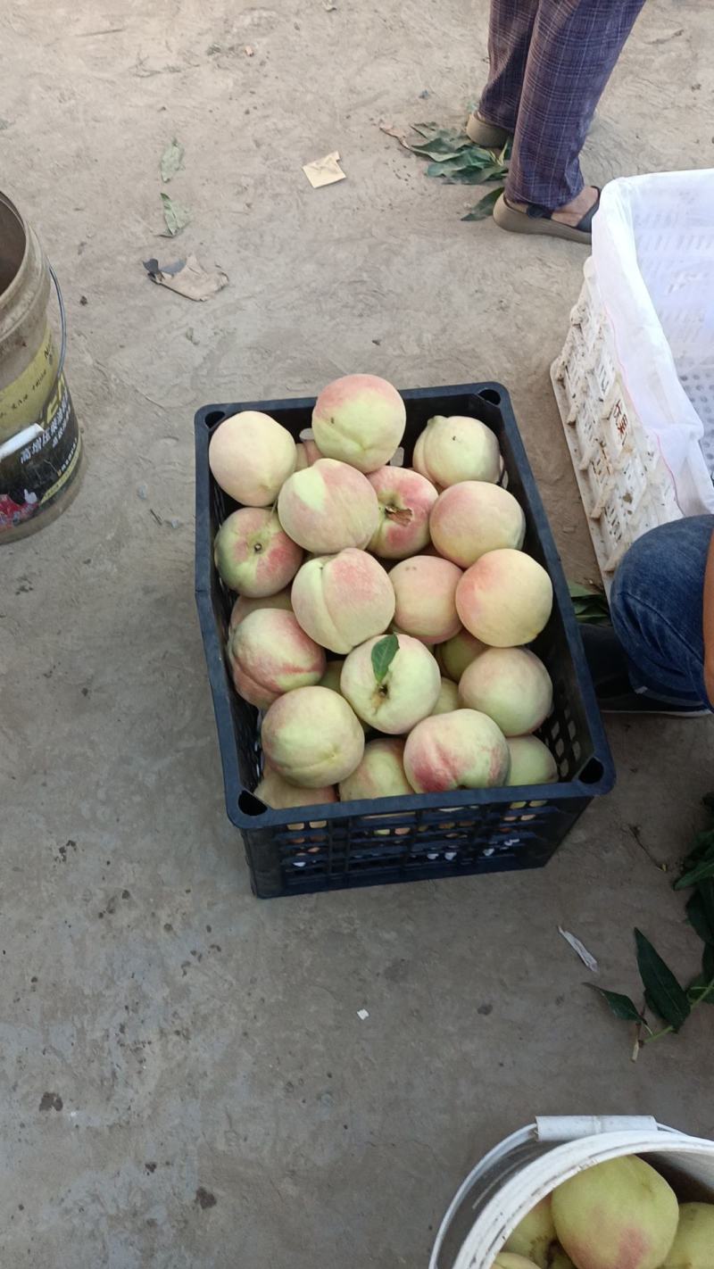 中华寿桃，国庆红桃，580桃，大量上市中有需要老板联系我