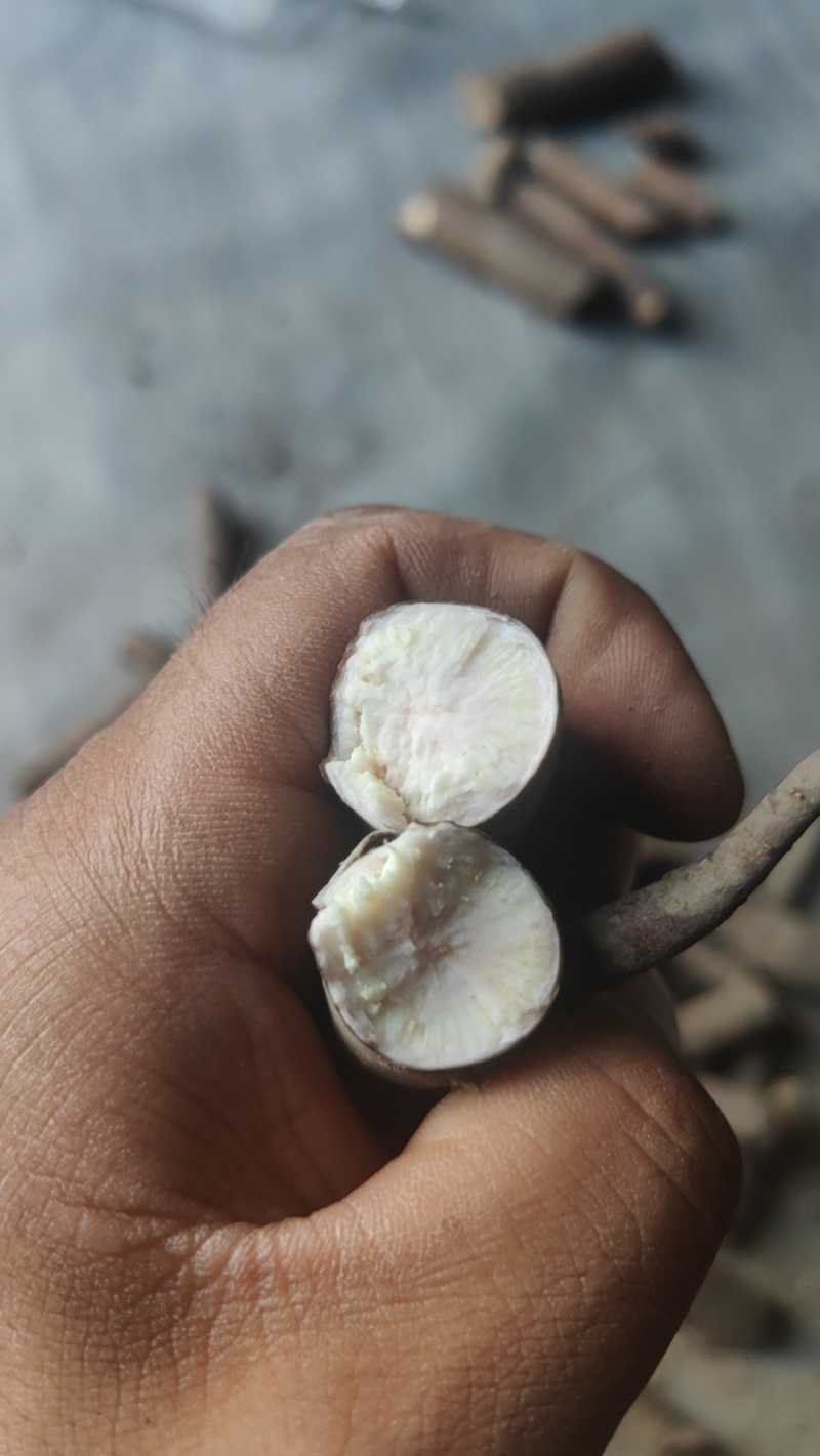 白芍根大量有货