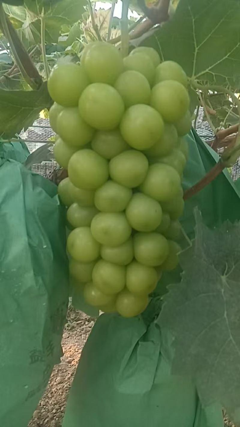 葡萄阳光玫瑰葡萄沪太8号葡萄