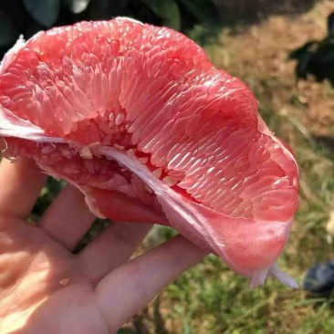 三红柚