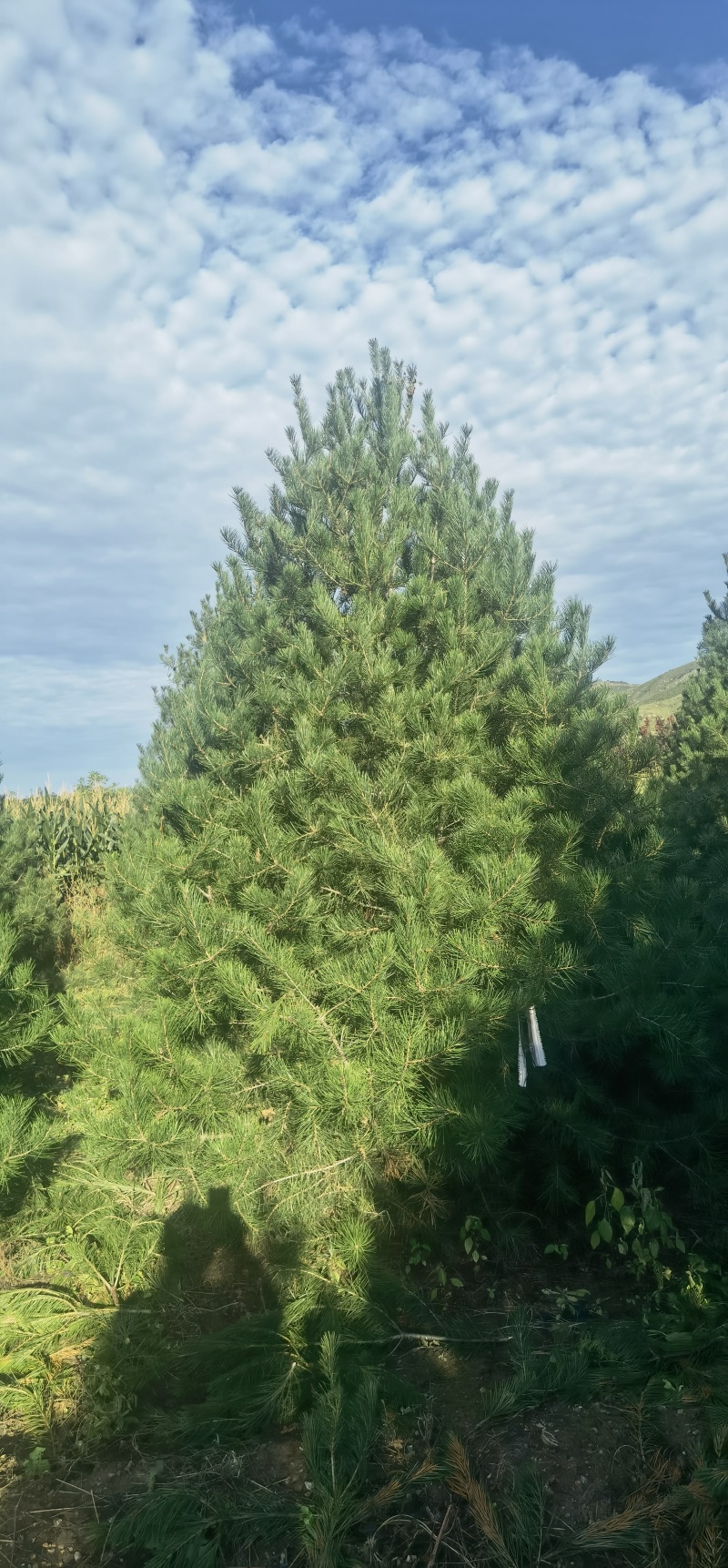 白皮松3-5米有量，自产自销，绿化苗木，河北省唐山市玉。