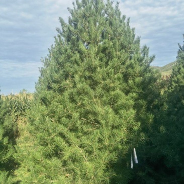 3.5米白皮松，自产自销，绿化苗木，河北省唐山市玉田县直