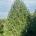 3.5米白皮松，自产自销，绿化苗木，河北省唐山市玉田县直