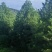 3.5米白皮松，自产自销，绿化苗木，河北省唐山市玉田县直