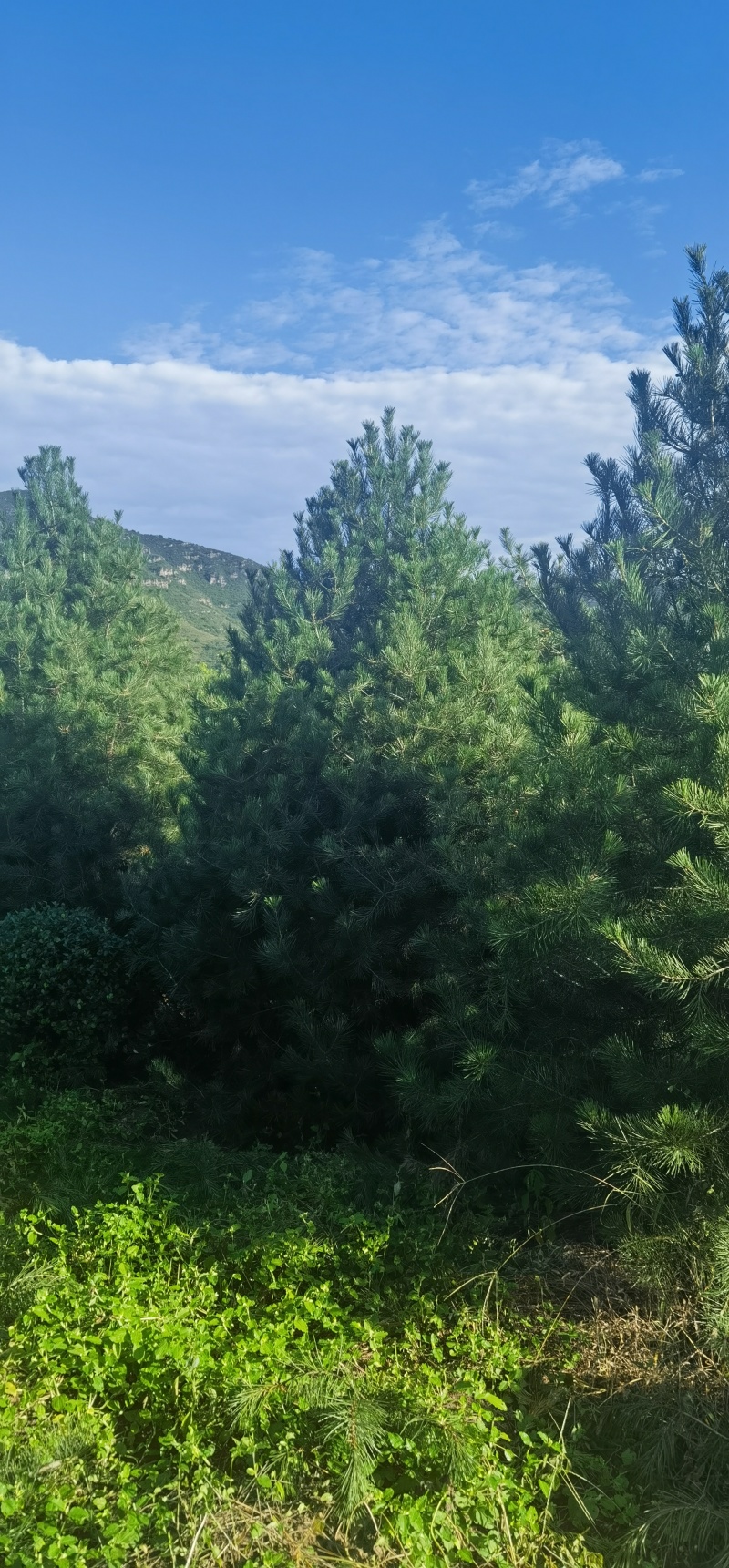 3.5米白皮松，自产自销，绿化苗木，河北省唐山市玉田县直