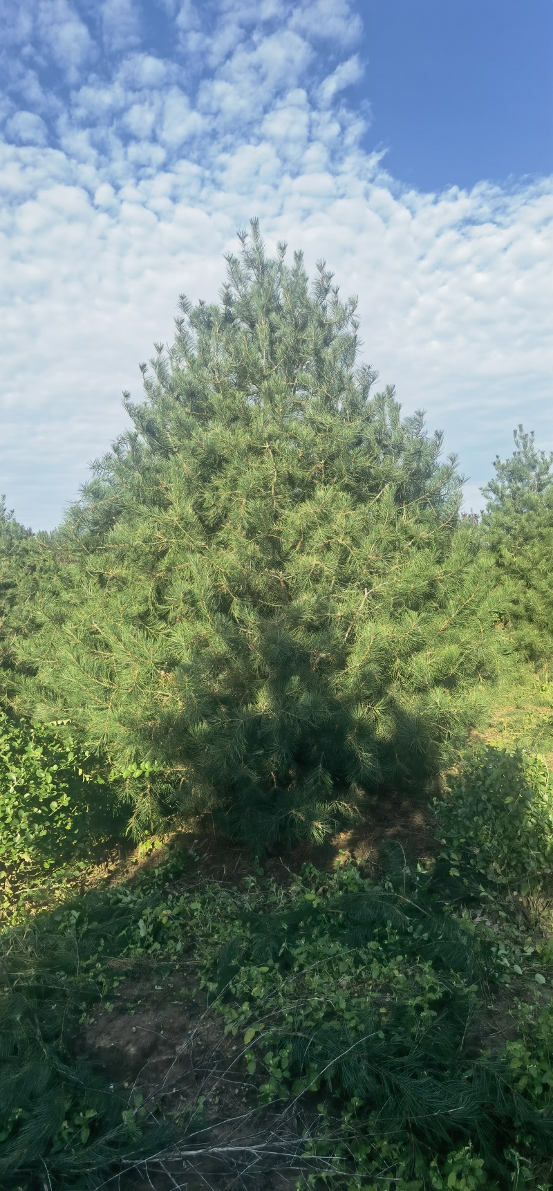 3.5米白皮松，自产自销，绿化苗木，河北省唐山市玉田县直