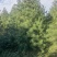 3.5米白皮松，自产自销，绿化苗木，河北省唐山市玉田县直