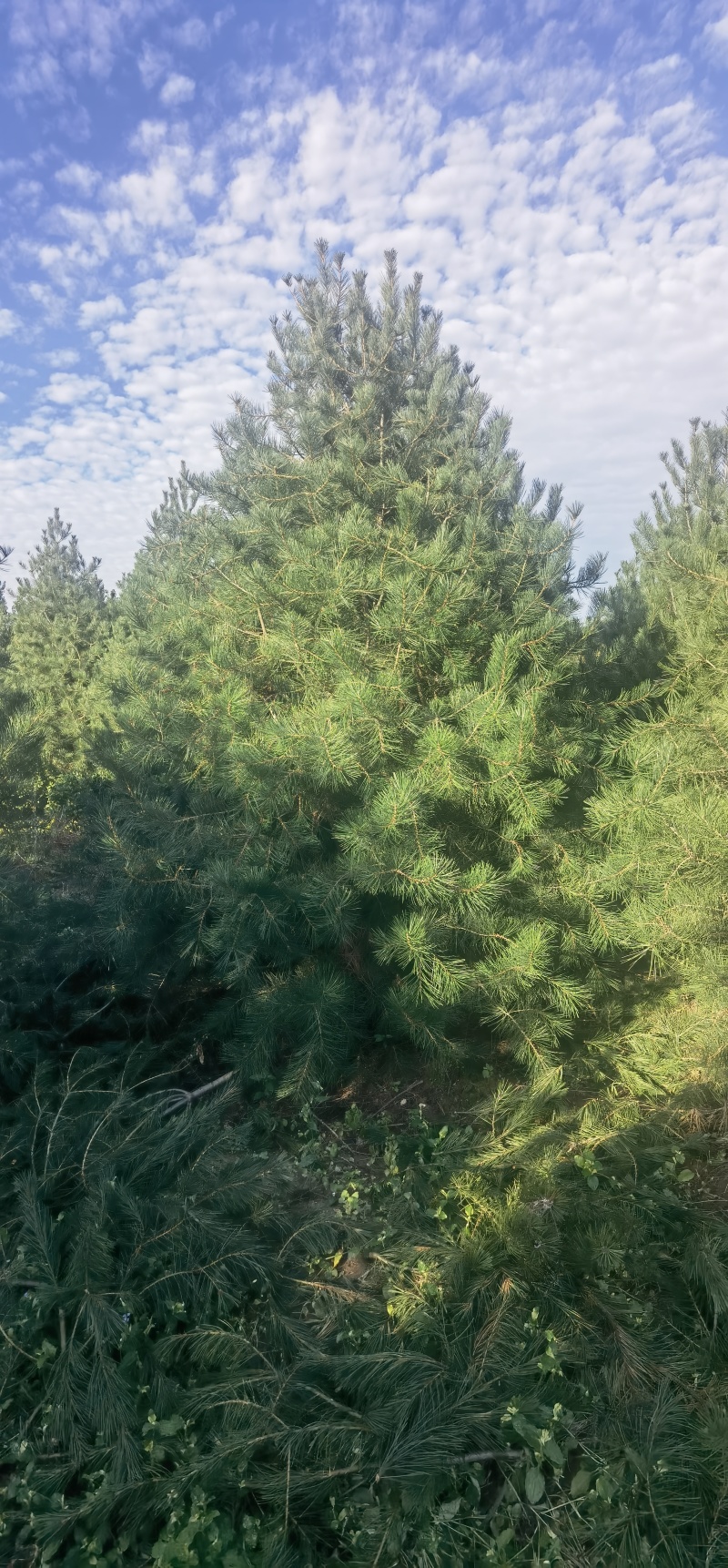 3.5米白皮松，自产自销，绿化苗木，河北省唐山市玉田县直