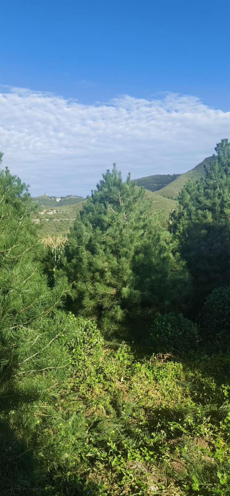 3.5米白皮松，自产自销，绿化苗木，河北省唐山市玉田县直