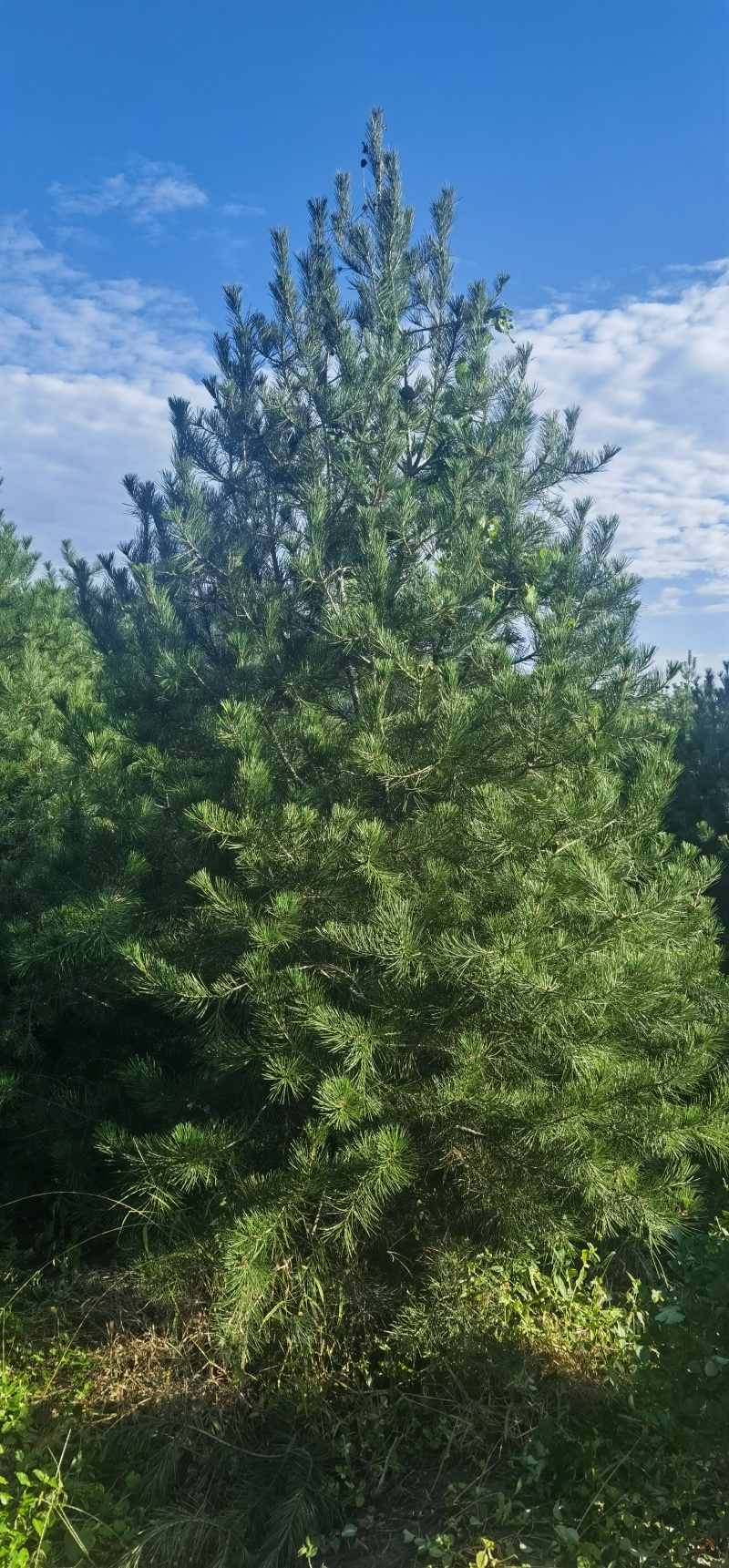 3.5米白皮松，自产自销，绿化苗木，河北省唐山市玉田县直
