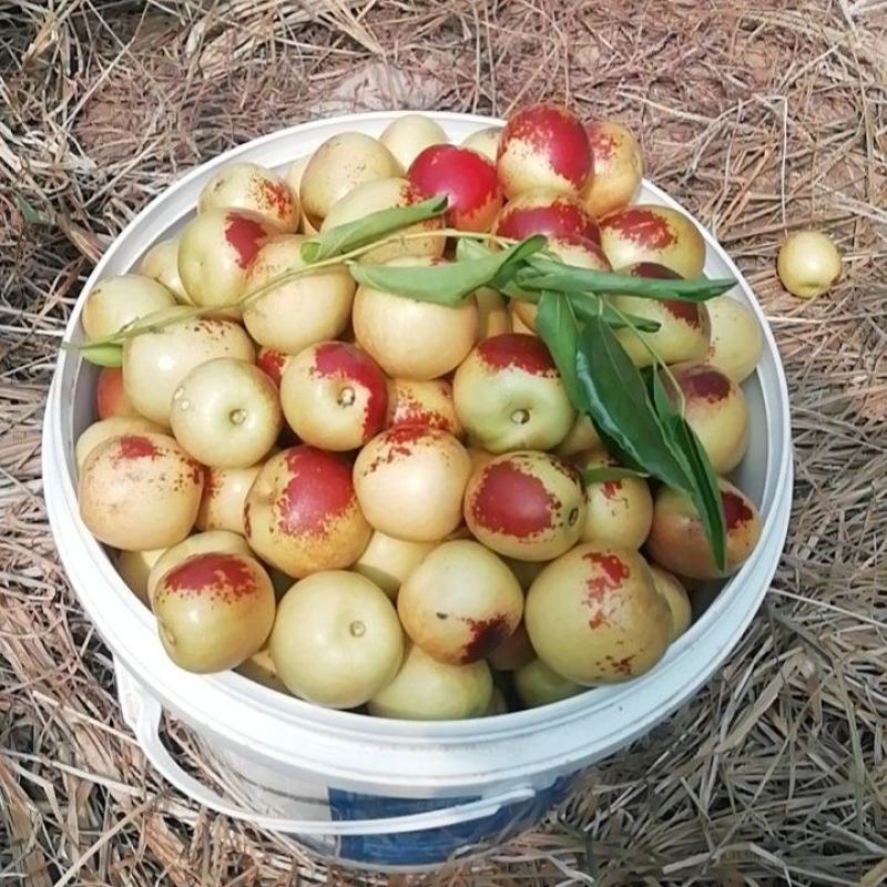 山西庙上冬枣