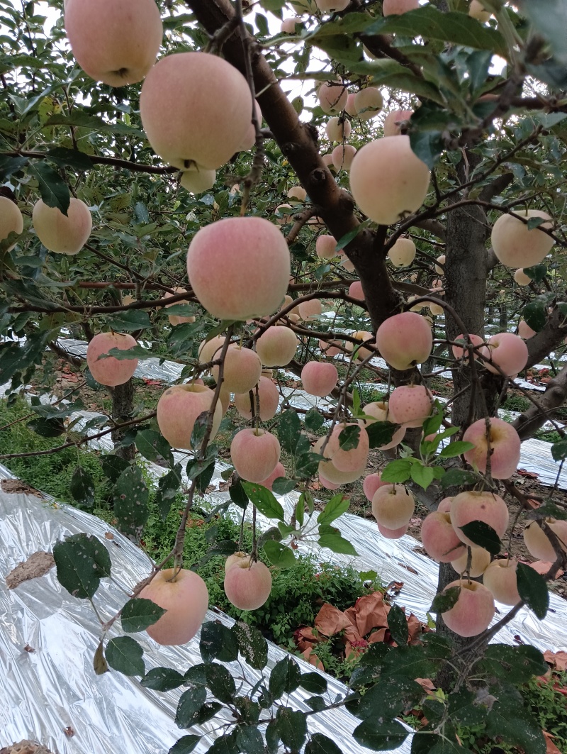 纸袋中秋王