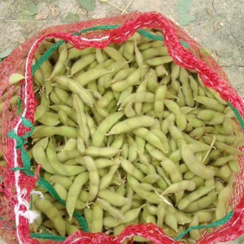 毛豆