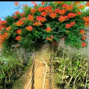 麻花造型辫子苗庭院花卉美国凌霄花苗耐寒耐热爬藤植物带土球