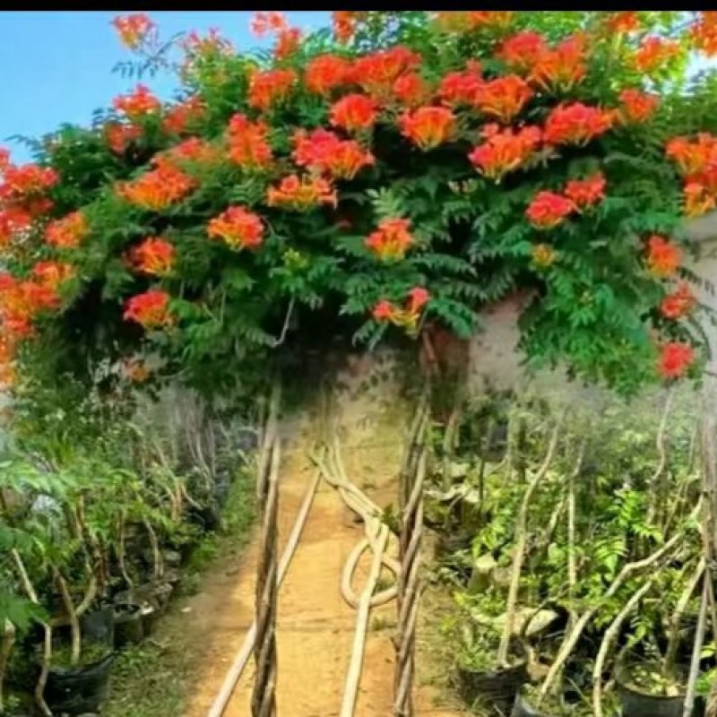 麻花造型辫子苗庭院花卉美国凌霄花苗耐寒耐热爬藤植物带土球