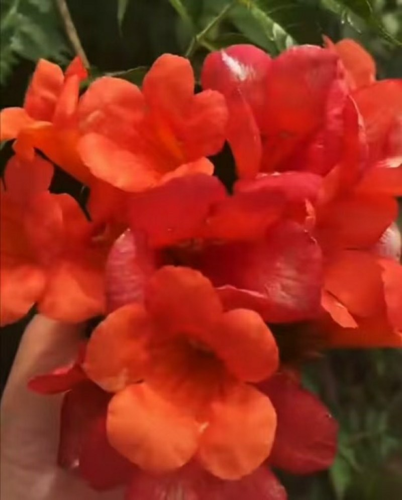 麻花造型辫子苗庭院花卉美国凌霄花苗耐寒耐热爬藤植物带土球