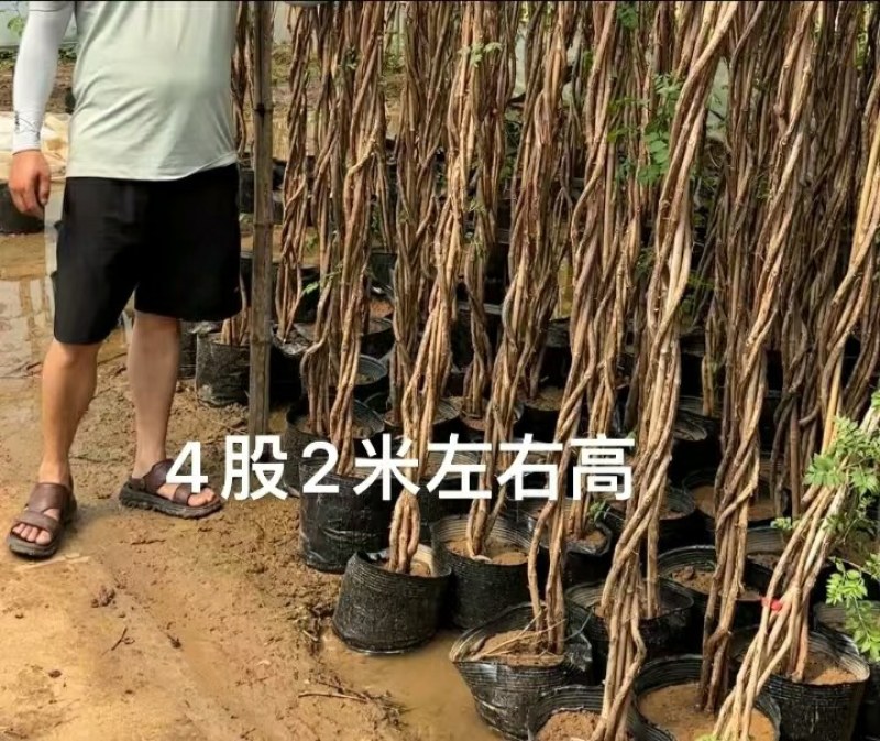 麻花造型辫子苗庭院花卉美国凌霄花苗耐寒耐热爬藤植物带土球