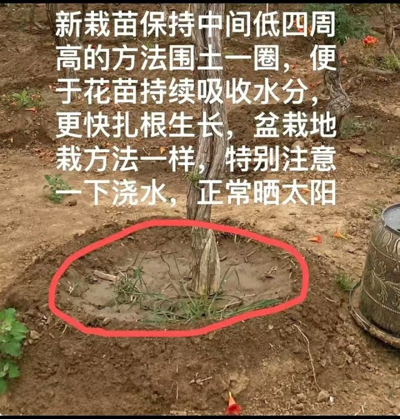 麻花造型辫子苗庭院花卉美国凌霄花苗耐寒耐热爬藤植物带土球