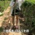 麻花造型辫子苗庭院花卉美国凌霄花苗耐寒耐热爬藤植物带土球