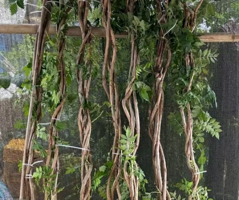 麻花造型辫子苗庭院花卉美国凌霄花苗耐寒耐热爬藤植物带土球