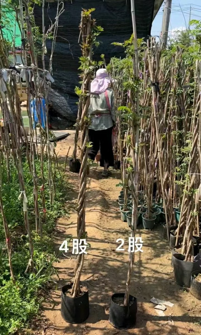 麻花造型辫子苗庭院花卉美国凌霄花苗耐寒耐热爬藤植物带土球