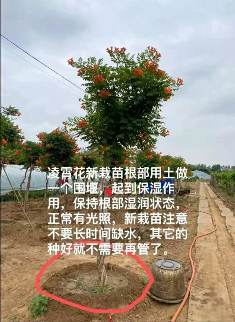 麻花造型辫子苗庭院花卉美国凌霄花苗耐寒耐热爬藤植物带土球