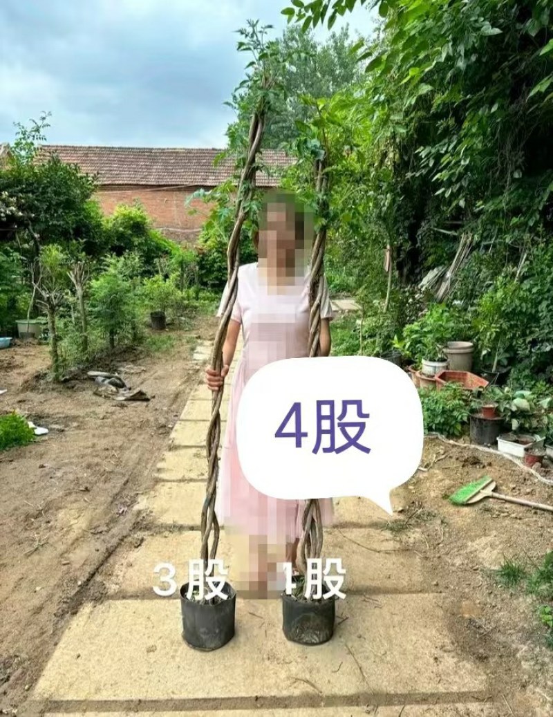 麻花造型辫子苗庭院花卉美国凌霄花苗耐寒耐热爬藤植物带土球