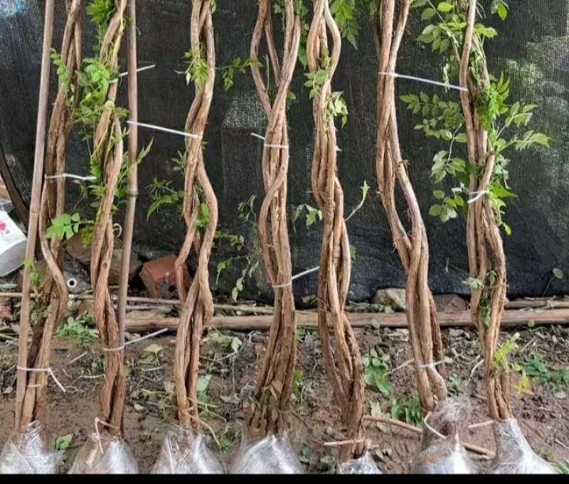 麻花造型辫子苗庭院花卉美国凌霄花苗耐寒耐热爬藤植物带土球