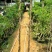麻花造型辫子苗庭院花卉美国凌霄花苗耐寒耐热爬藤植物带土球