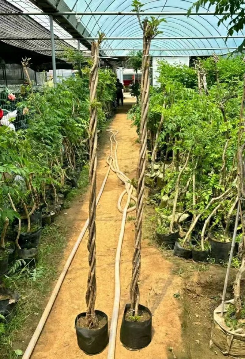 麻花造型辫子苗庭院花卉美国凌霄花苗耐寒耐热爬藤植物带土球