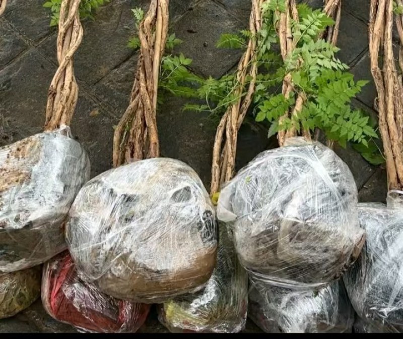 麻花造型辫子苗庭院花卉美国凌霄花苗耐寒耐热爬藤植物带土球