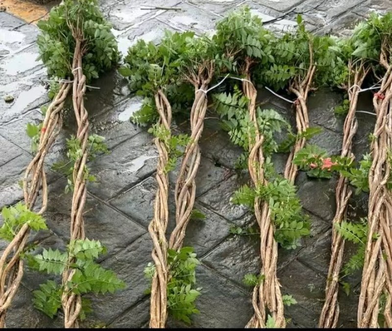 麻花造型辫子苗庭院花卉美国凌霄花苗耐寒耐热爬藤植物带土球
