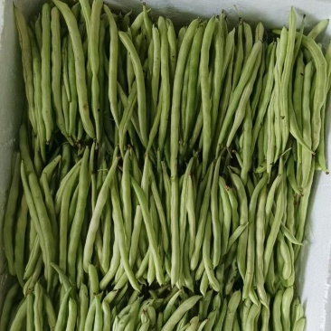 四季豆