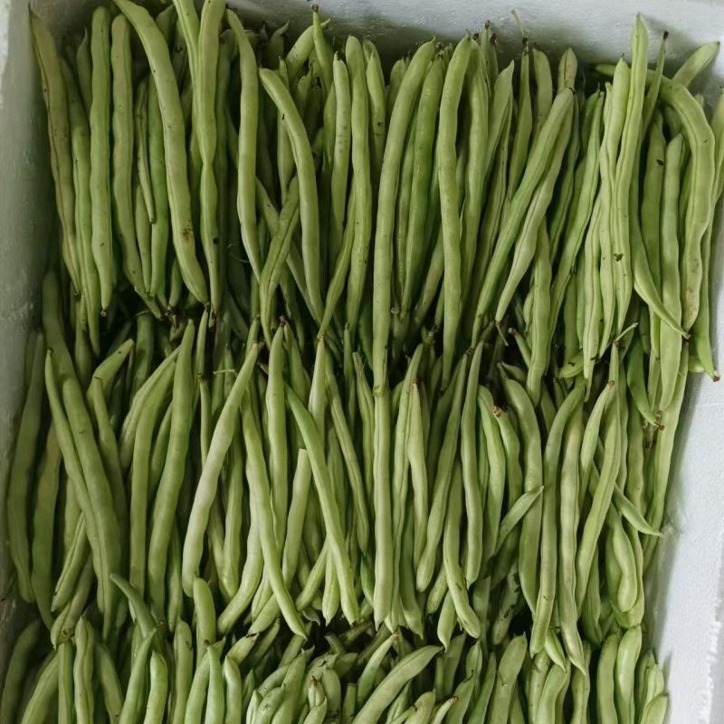 四季豆