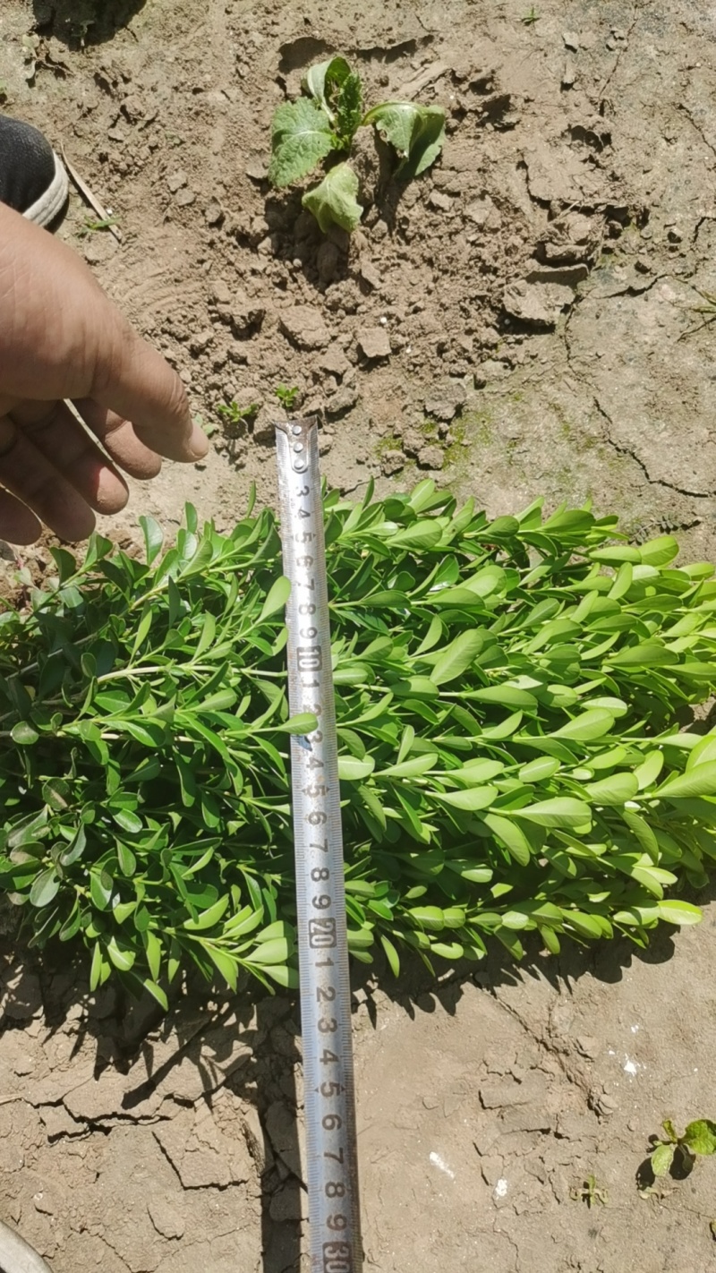 小叶黄杨黄杨，卫矛，各种规格都有，各种乔灌木