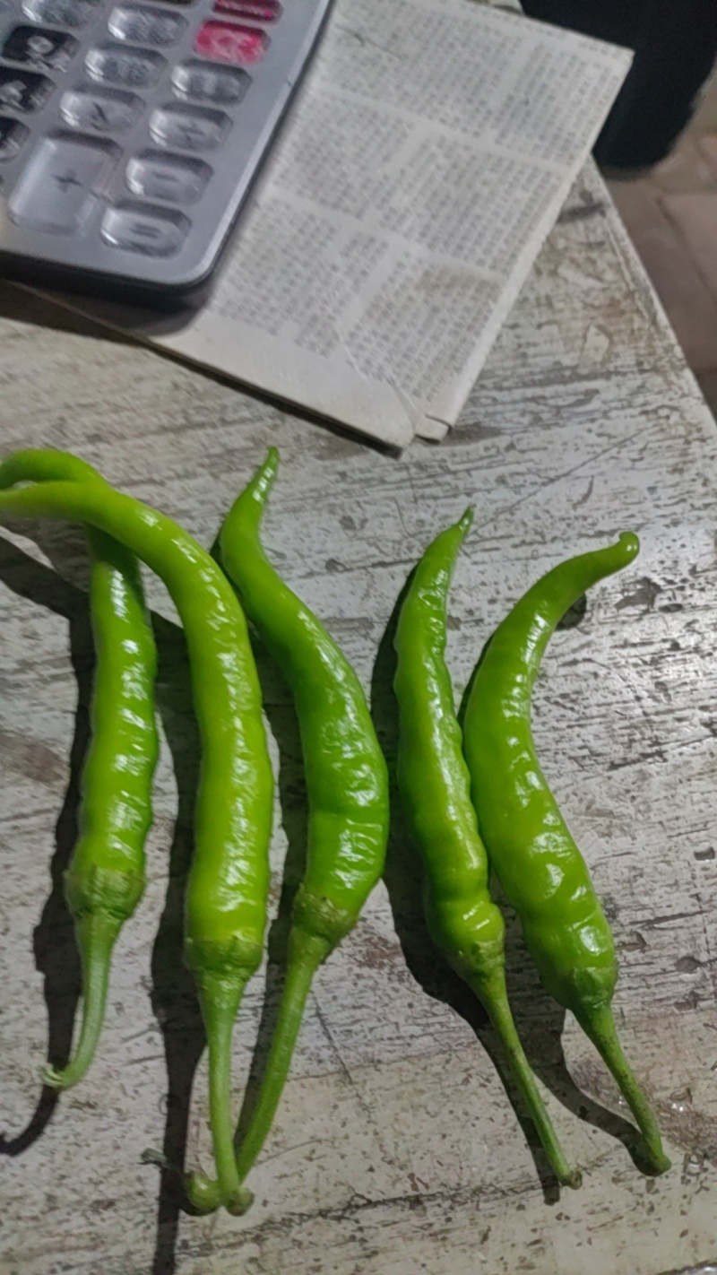 山东德州鲜辣椒/薄皮辣椒供应食品加工餐饮商超等渠道