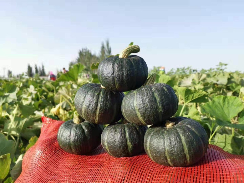 图片说明:新鲜采摘的南瓜颠,嫩绿的芽尖和嫩茎,准备用于烹饪 南瓜颠特写