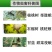 整美邦顶贯5%甲维盐甲氨基阿维菌素甘蓝甜菜夜蛾杀虫剂