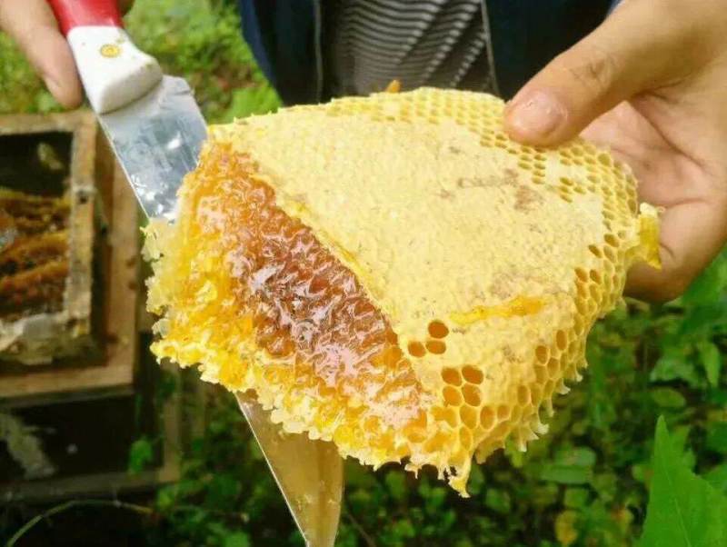 捷氏氏蜂社蜂蜜礼盒