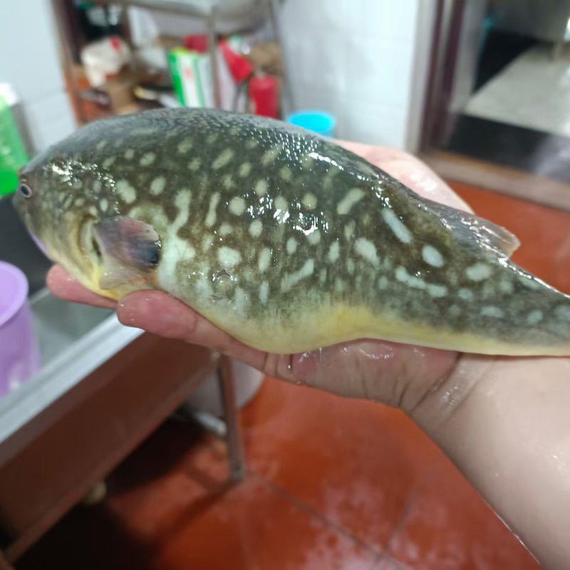 养殖海鲜，**鲜