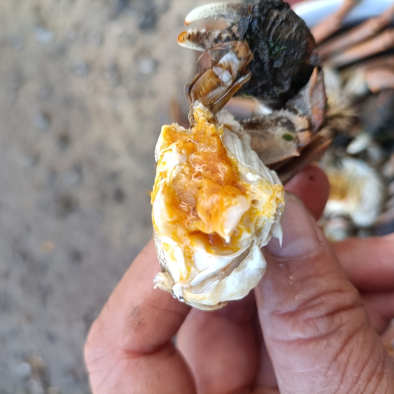 这里是河北唐山丰南区螃蟹上市了！