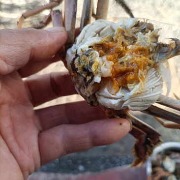 这里是河北唐山丰南区螃蟹上市了！