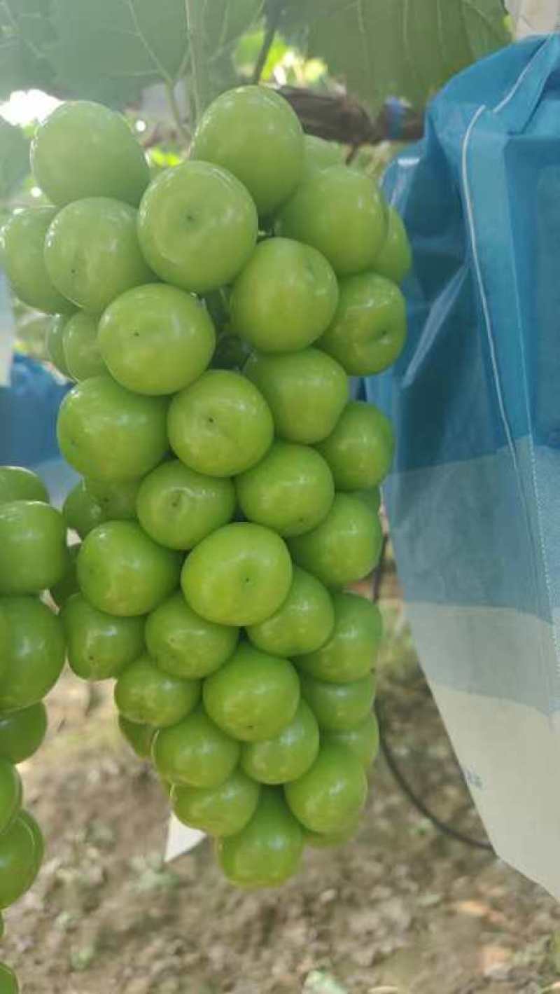 供应山东烟台阳光玫瑰