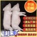 乳猪.香猪，生鲜铺现杀现卖保证正品.欢迎选购