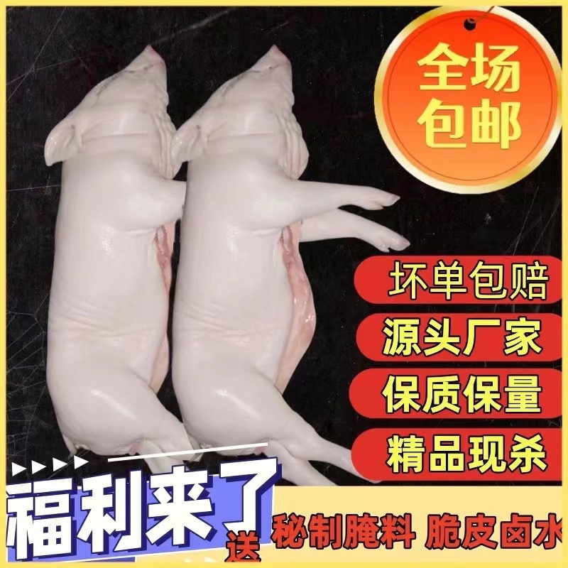 乳猪.香猪，生鲜铺现杀现卖保证正品.欢迎选购