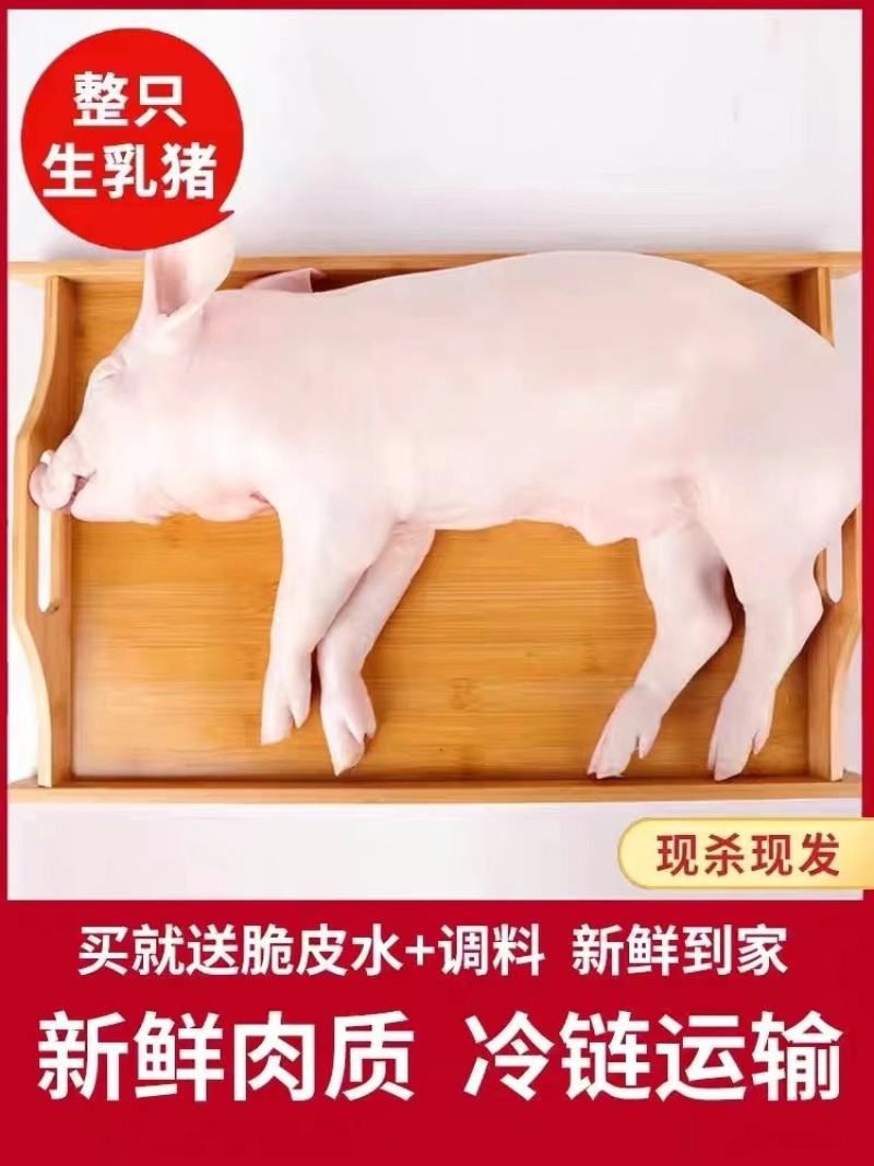 乳猪.香猪，生鲜铺现杀现卖保证正品.欢迎选购