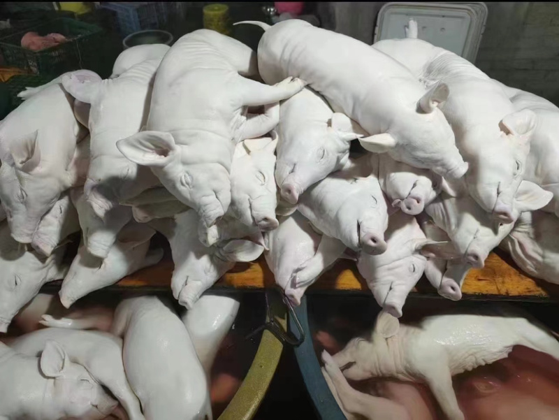 乳猪.香猪，生鲜铺现杀现卖保证正品.欢迎选购